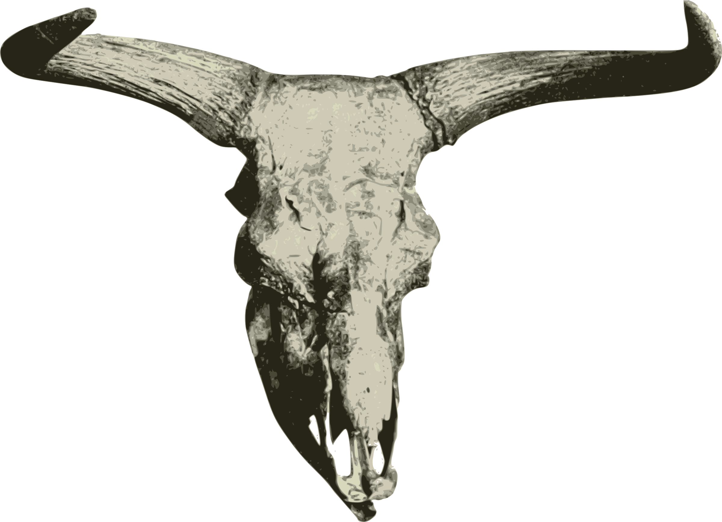 horn clipart cow skull