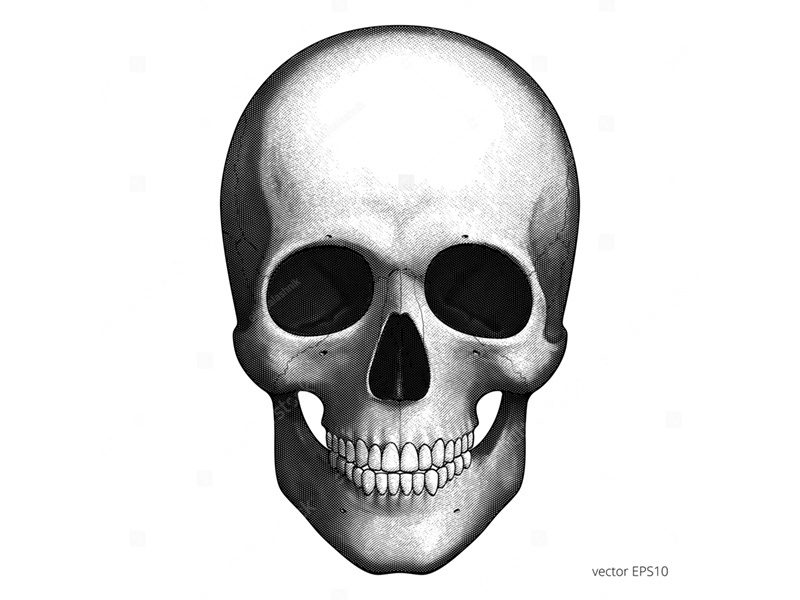 clipart skeleton cranium