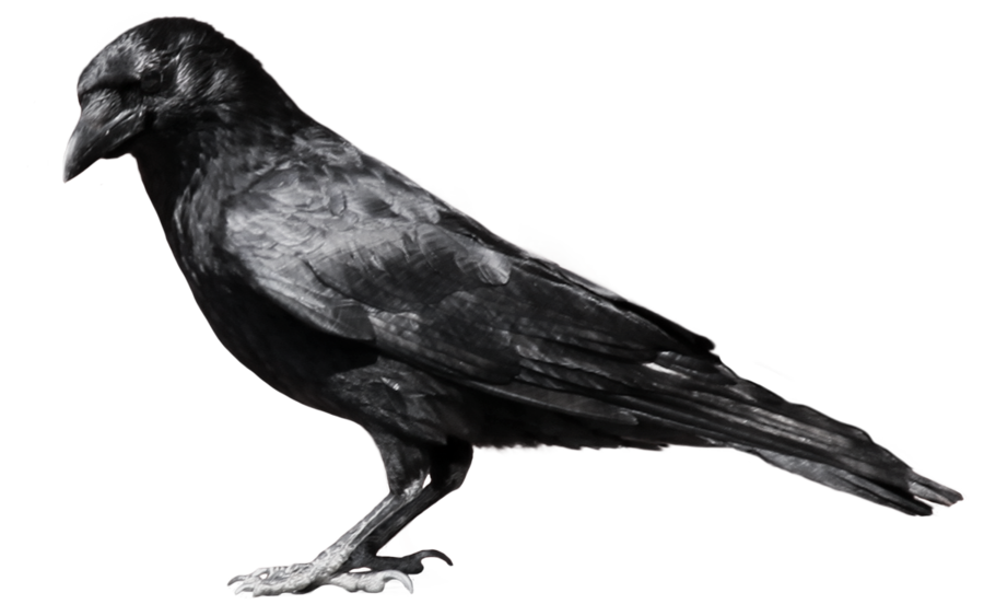 clipart skeleton crow
