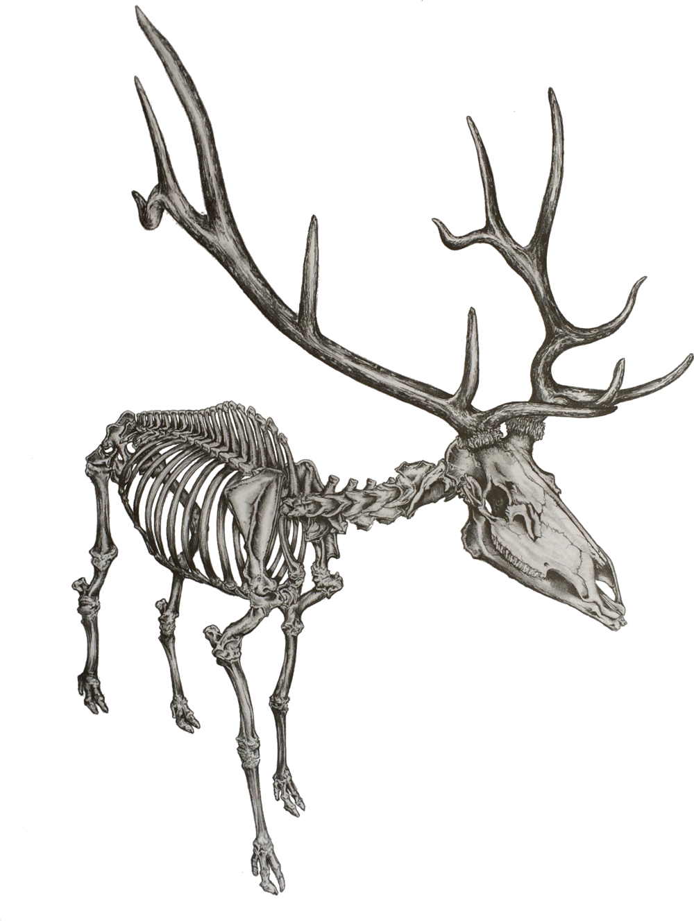skeleton clipart deer