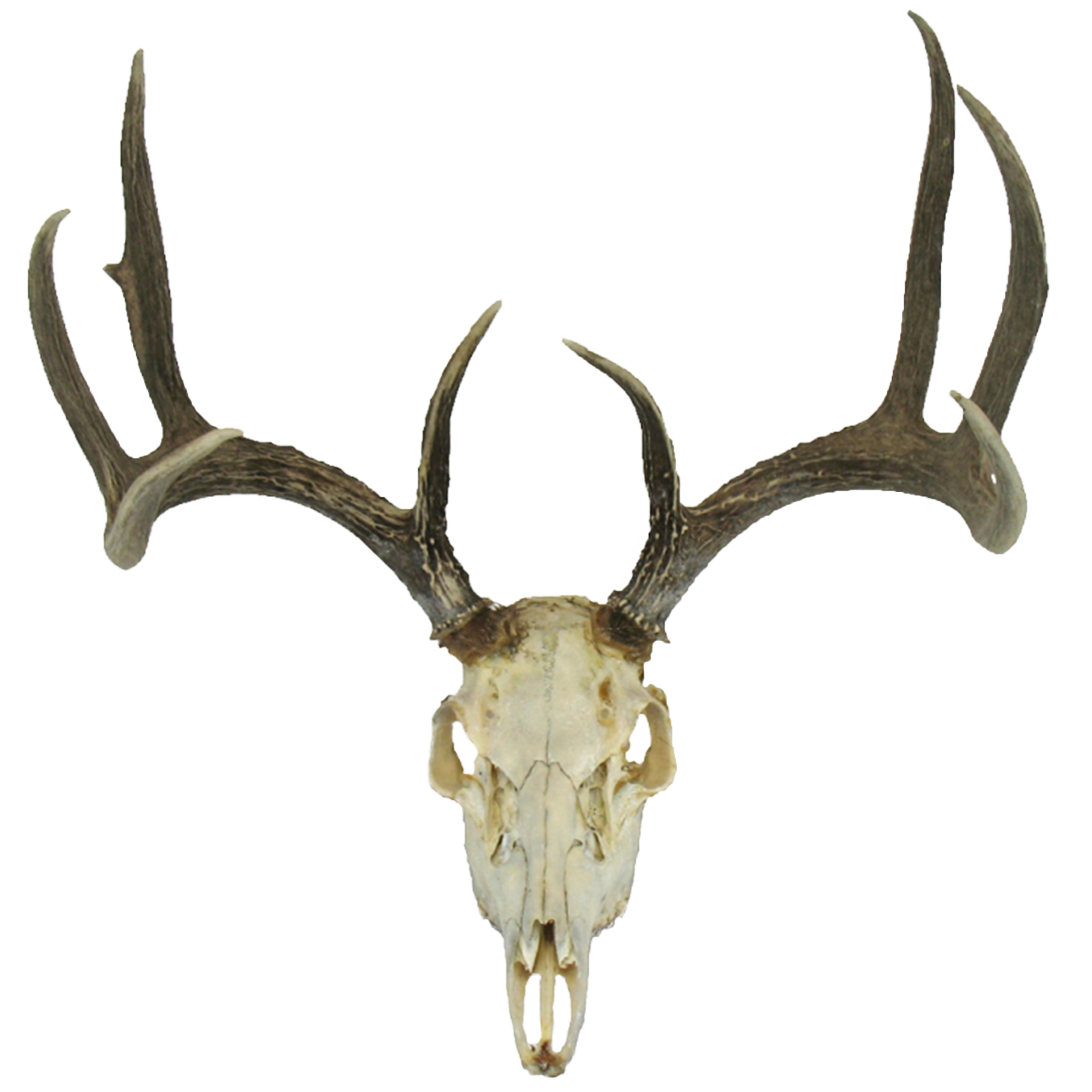 clipart skeleton deer