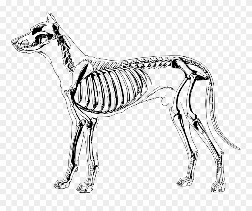 clipart skeleton dog