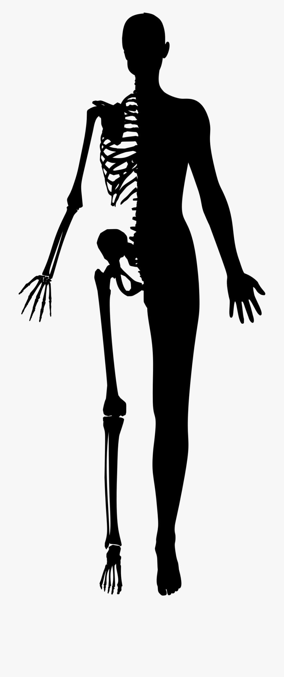 skeleton clipart female