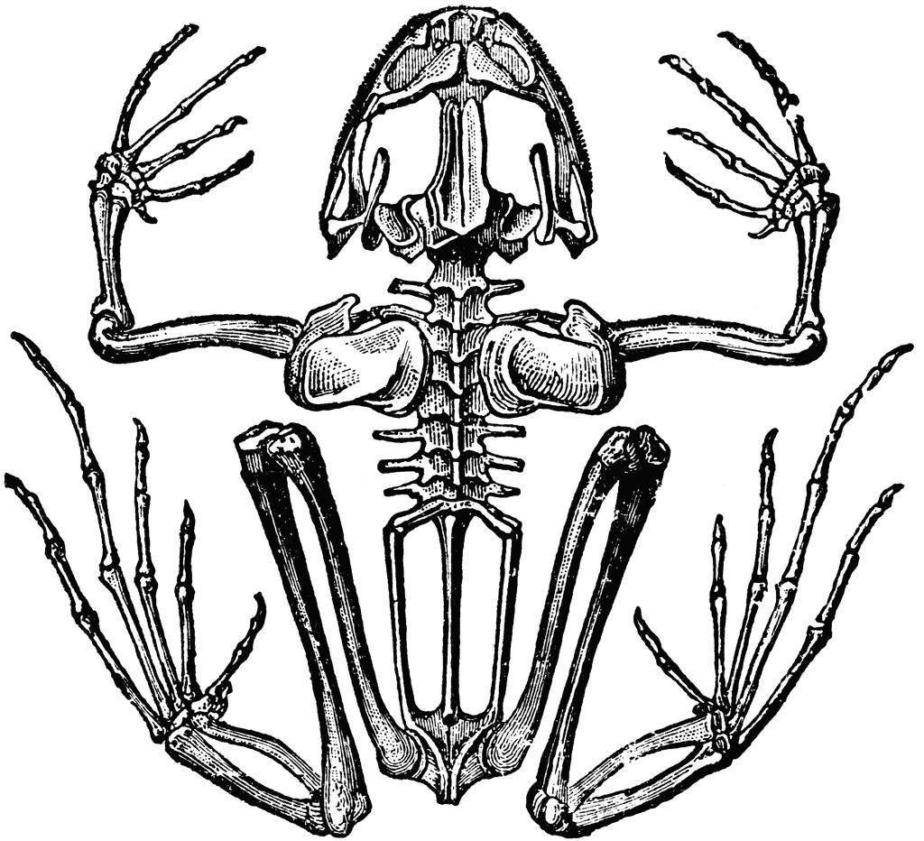 skeleton clipart frog