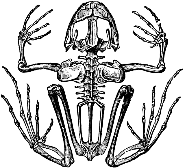 skeleton clipart frog