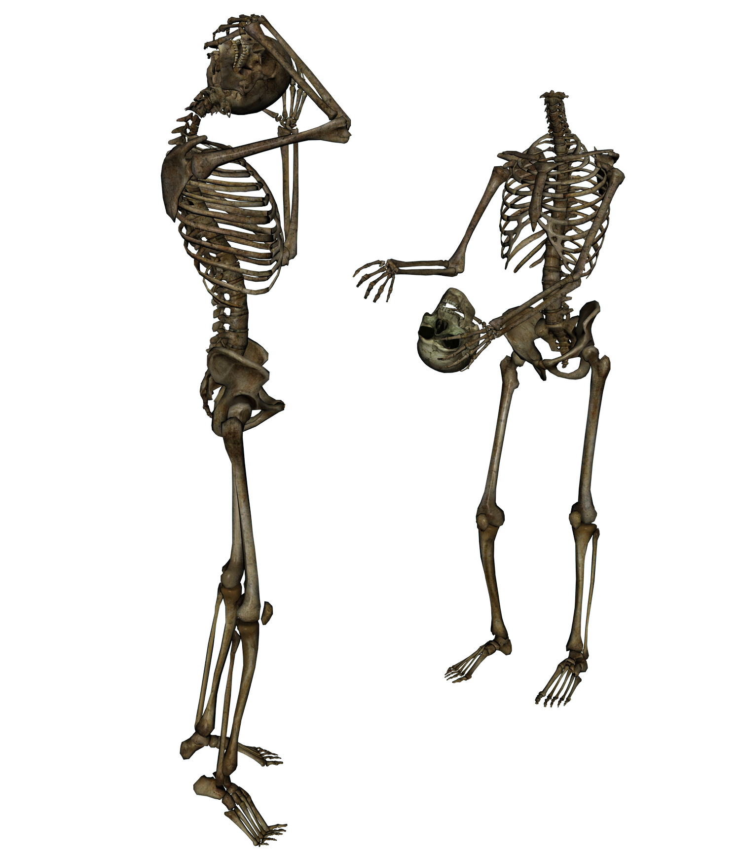 Png transparent images all. Clipart skeleton full body