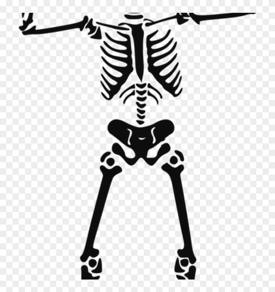 Human skull anatomy free. Clipart skeleton full body