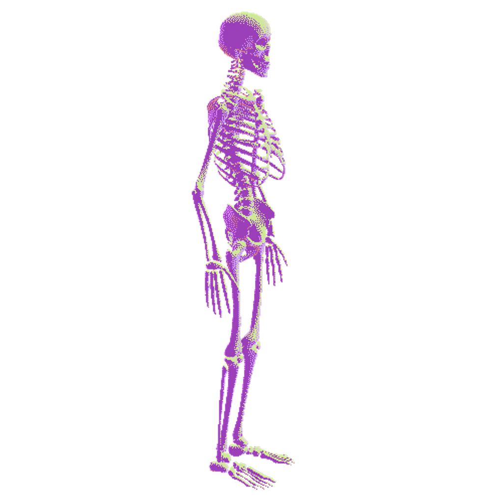 clipart skeleton human biology