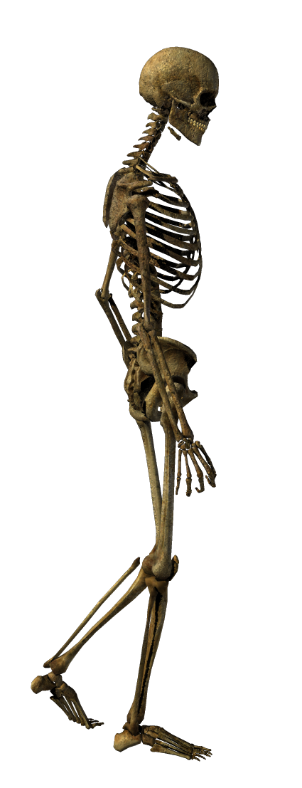 clipart skeleton human skeleton