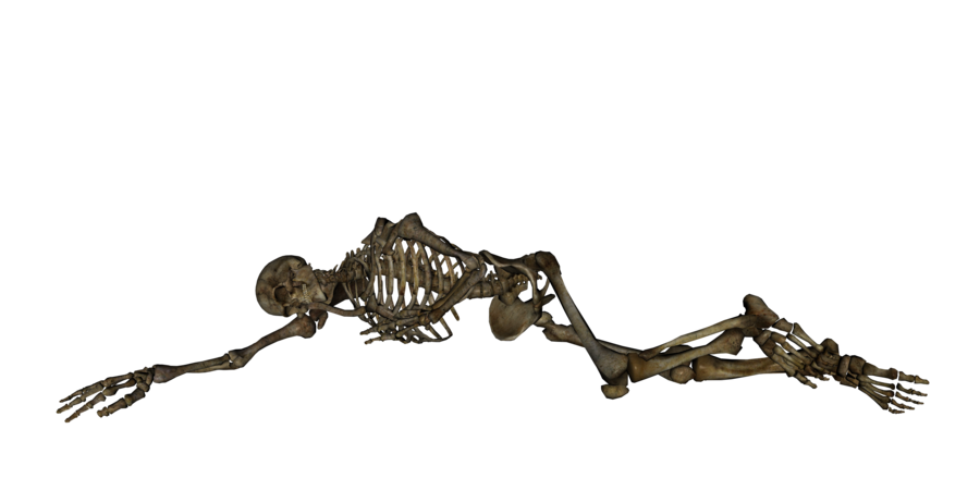 Skeleton human skeleton