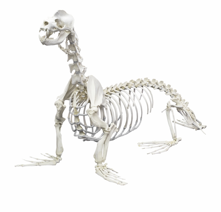 clipart skeleton lion