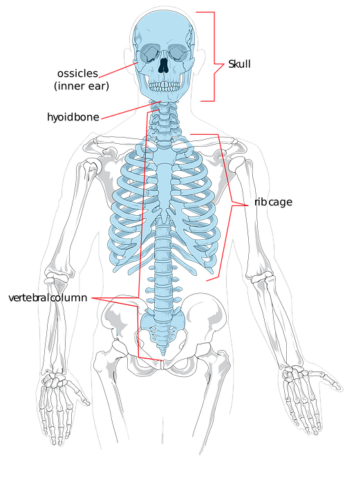 clipart skeleton medical