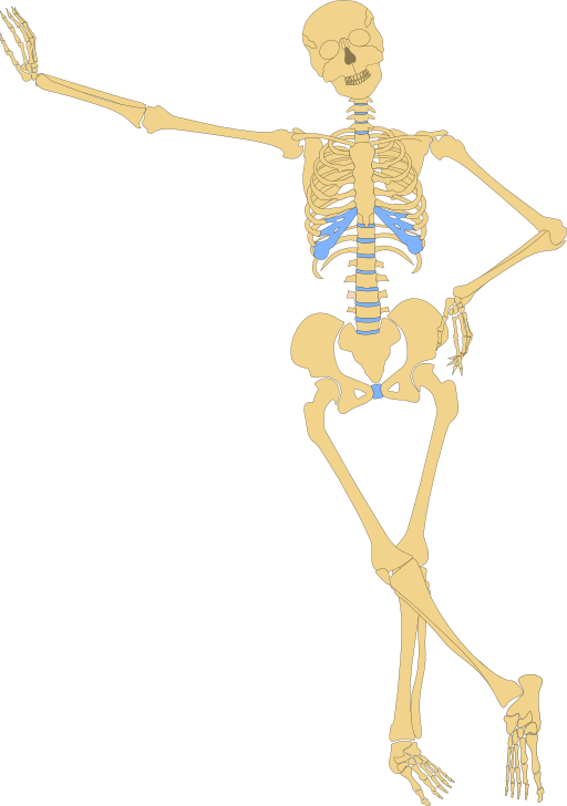 Skeleton outline i royalty. Muscle clipart human muscle