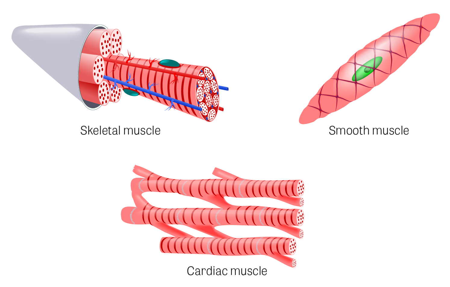 Muscles clipart body tissue. Toxtutor tissues illustration of