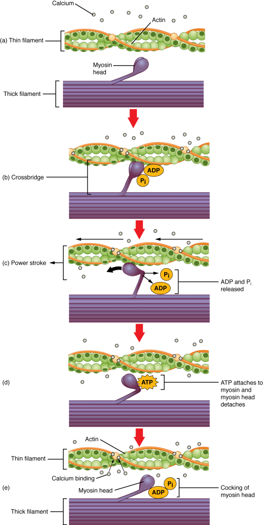 muscles clipart epithelial tissue