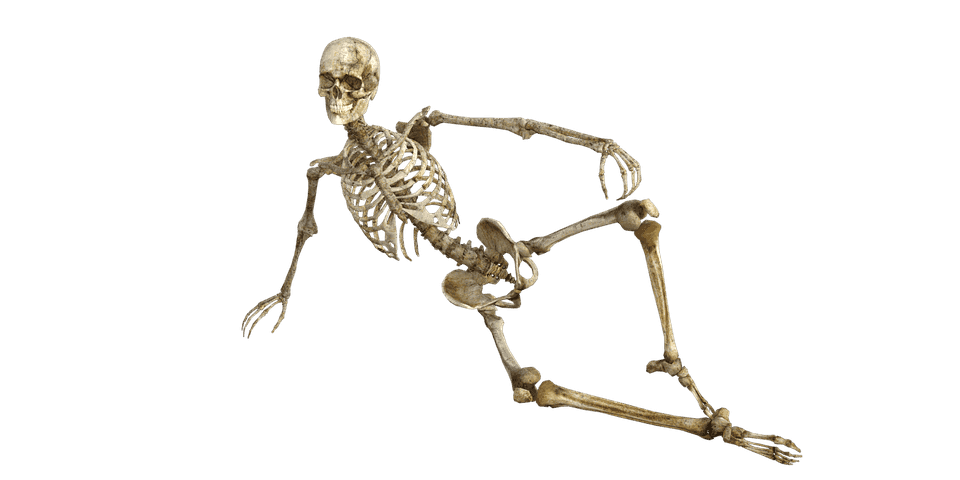 clipart skeleton musculoskeletal system