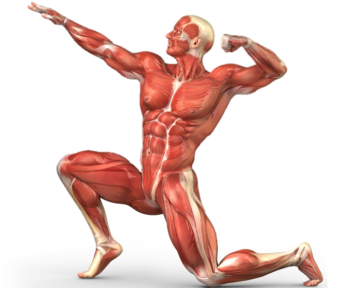 Muscles clipart musculoskeletal system. El cuerpo humano on