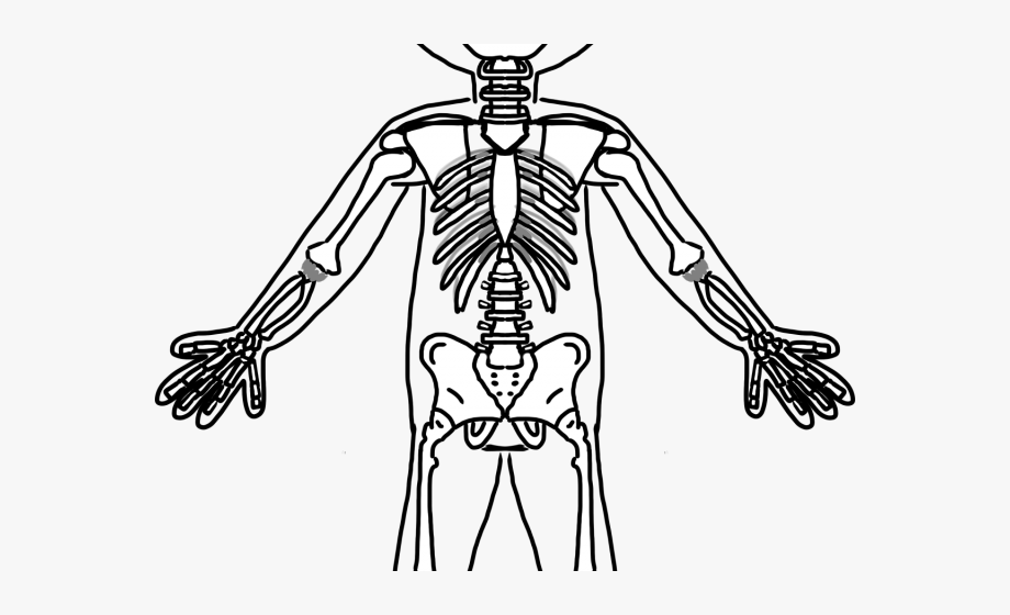 clipart skeleton musculoskeletal system