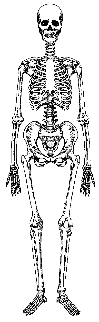 skeleton clipart skeletal system