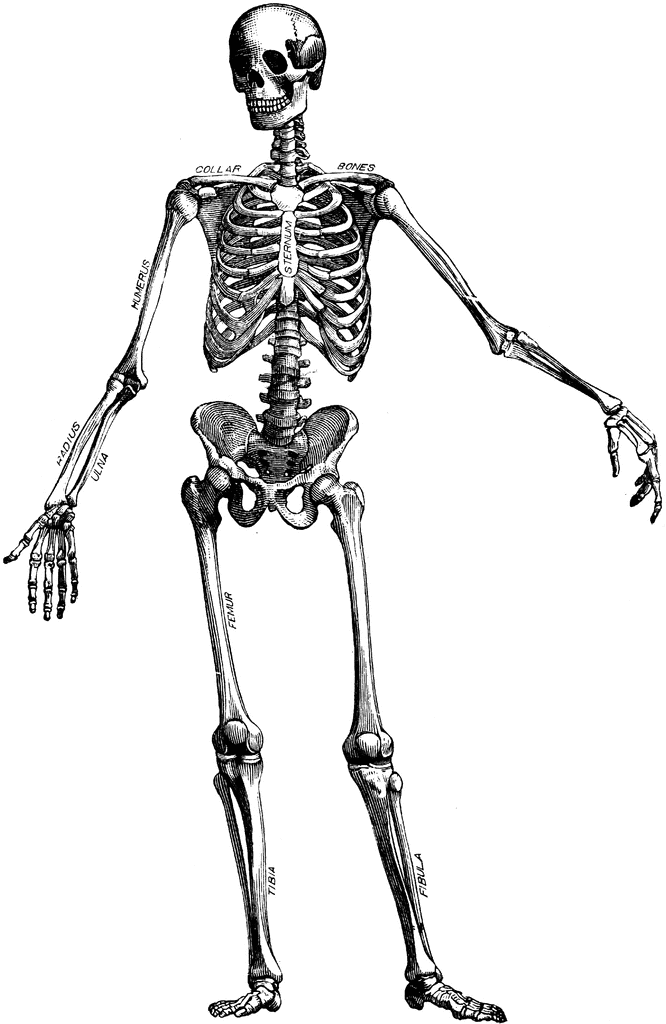 clipart skeleton plain