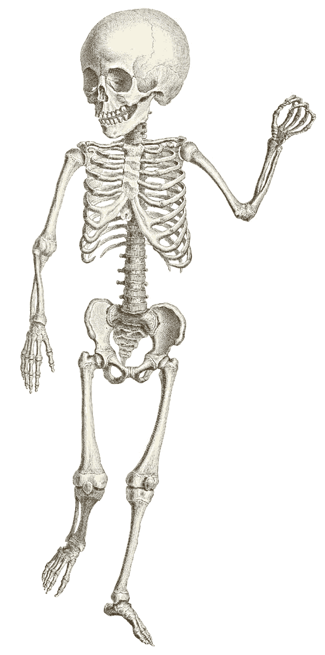 Free halloween clip art. Skeleton clipart public domain