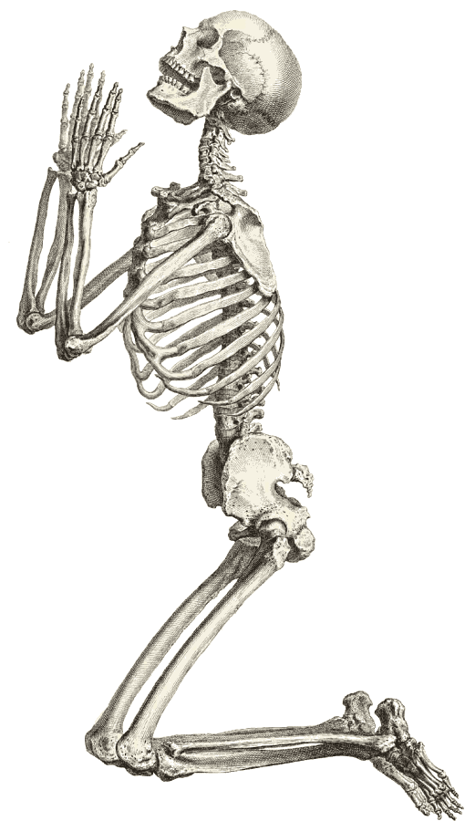 skeleton clipart plain