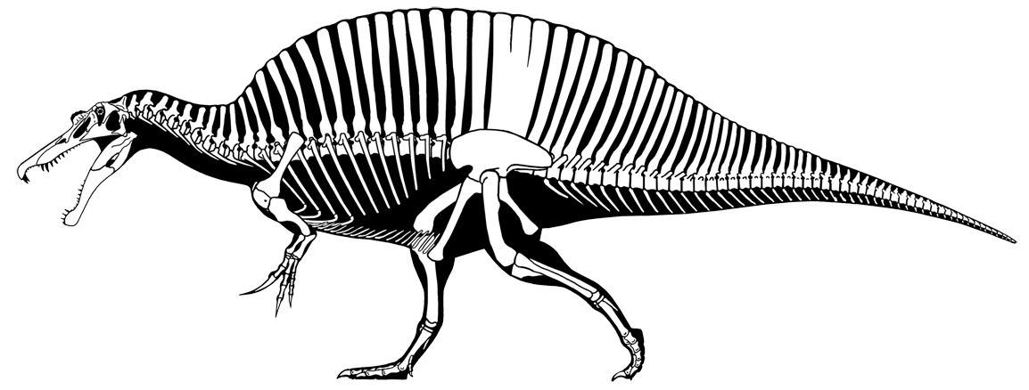 clipart skeleton raptor