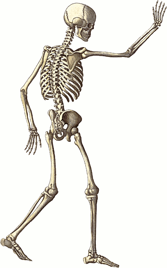 clipart skeleton sad