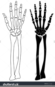 Dog free images at. Clipart skeleton sideways