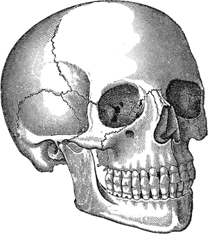 Vintage skull clip art. Clipart skeleton sideways
