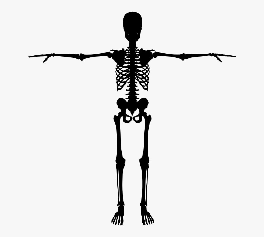 muscles clipart skeleton back