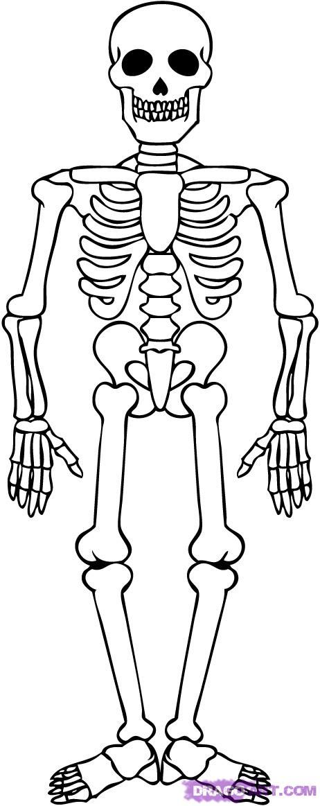 clipart skeleton simple human