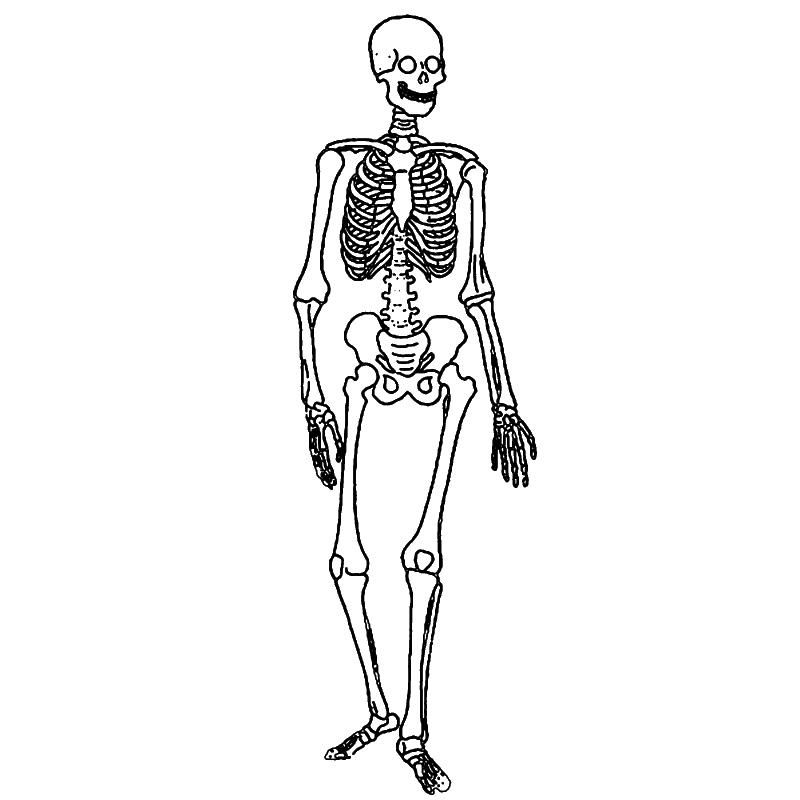 Free png download clip. Clipart skeleton simple human