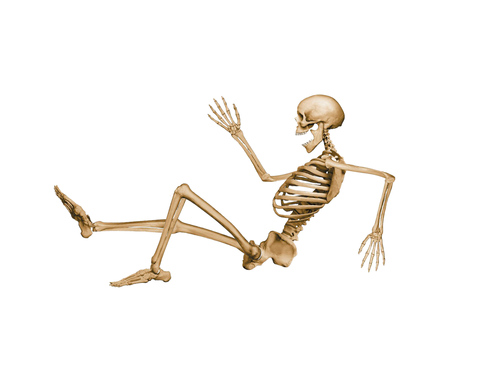 muscle clipart skeleton back