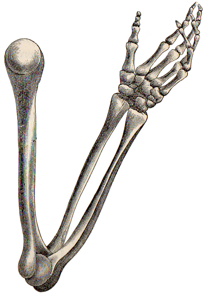 Leaping frog designs skeleton. Hand clipart forearm