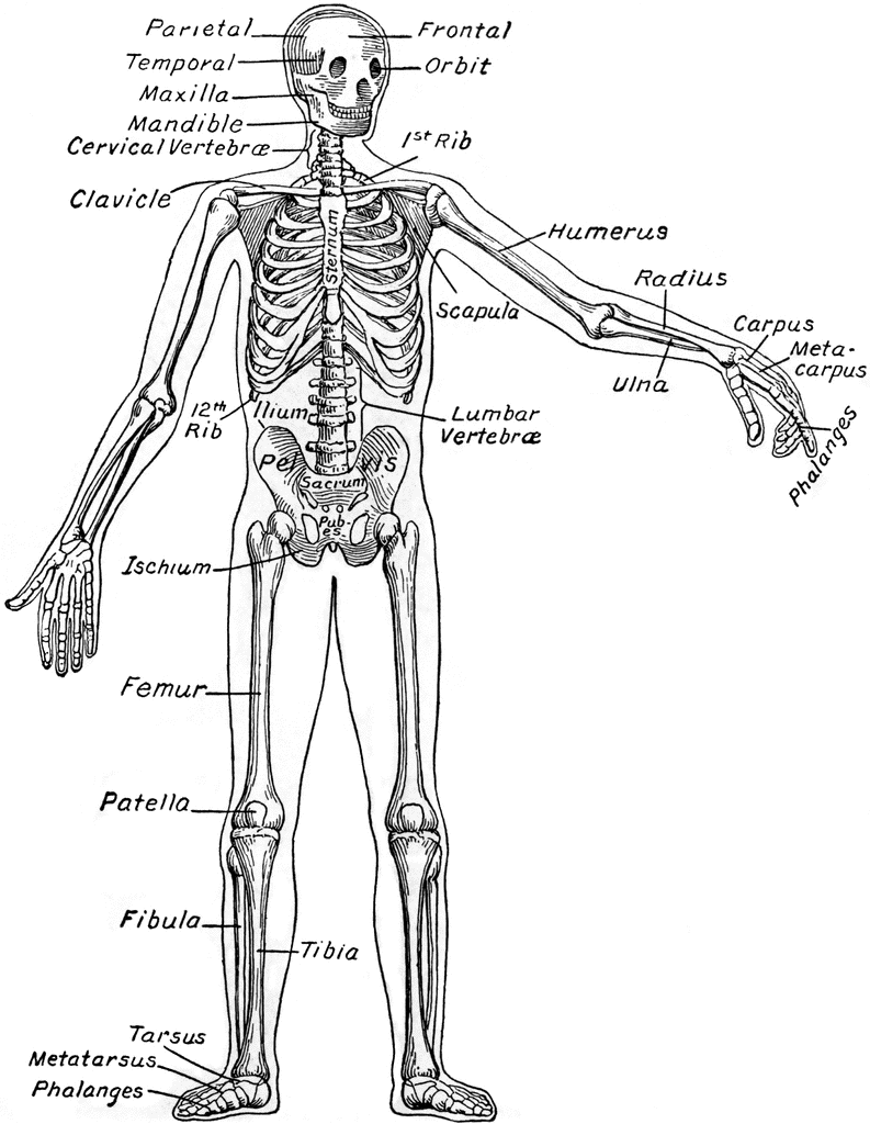 Skeletal system kid in. Skeleton clipart skeleton diagram