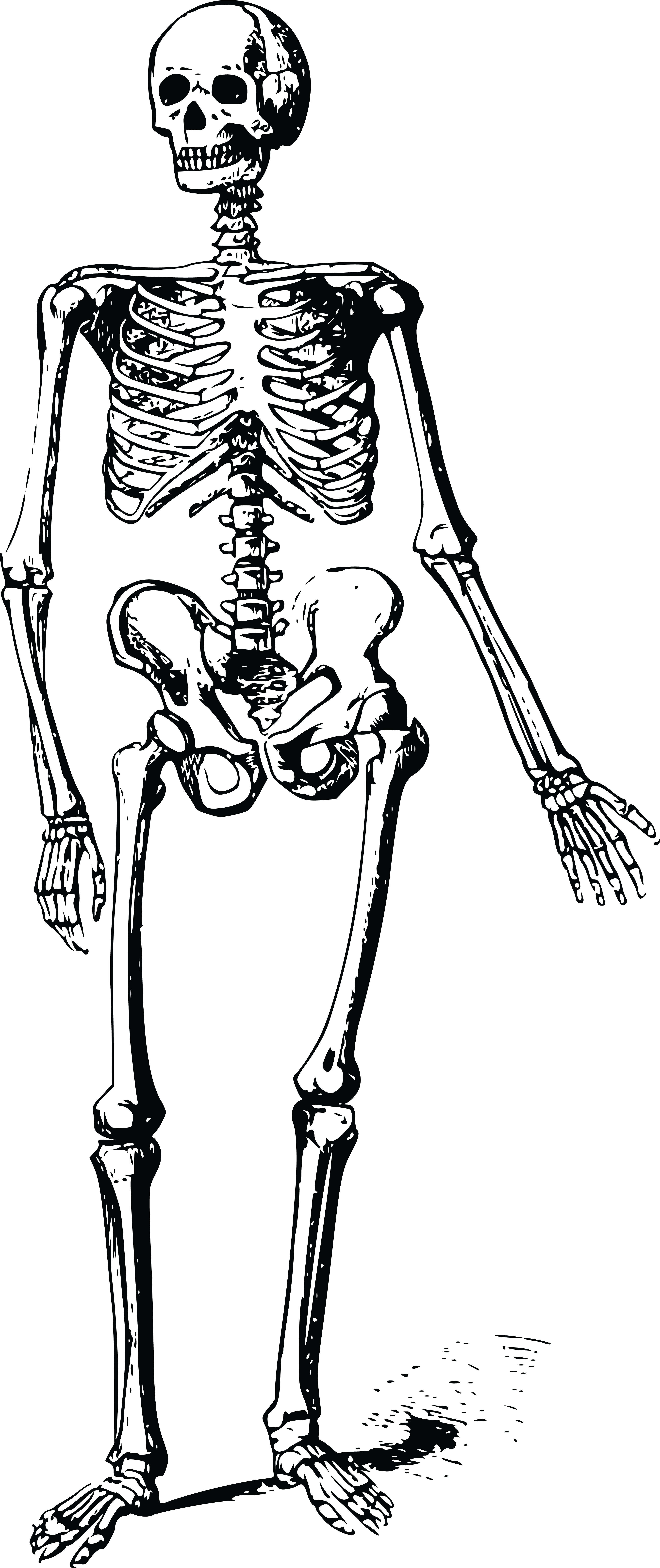 Dog Skeleton Drawing At Getdrawings Free Download | Dog Breeds Picture
