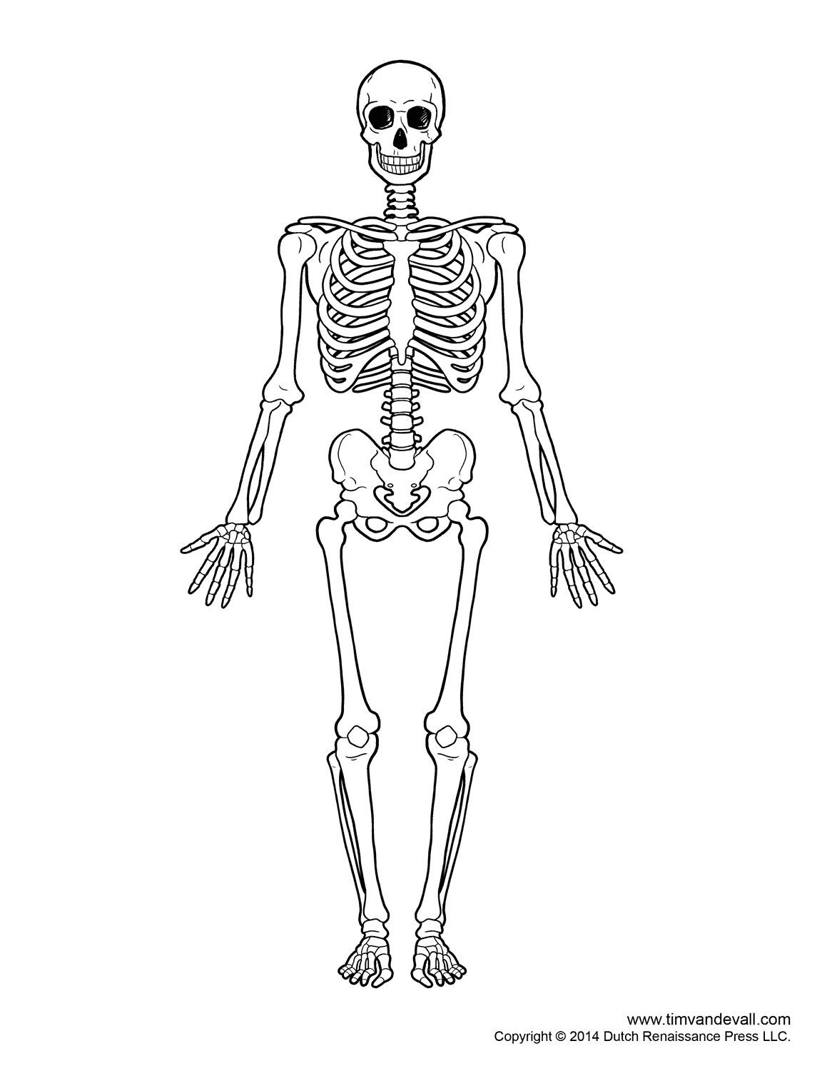 How to draw a. Clipart skeleton skeleton diagram