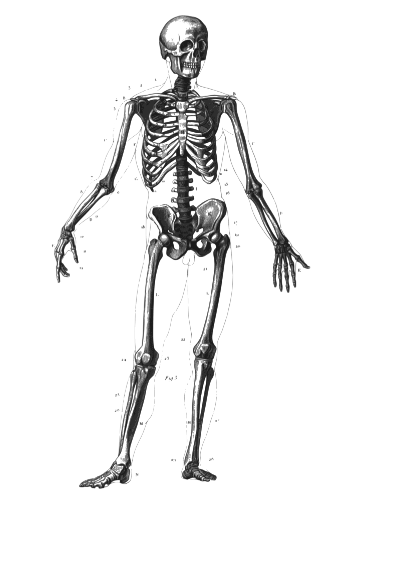 Clipart skeleton skeleton foot. Blog post vision and