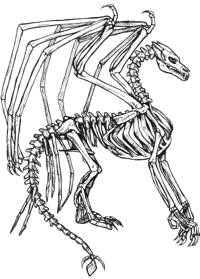 Dragon drawing at getdrawings. Clipart skeleton skeleton foot