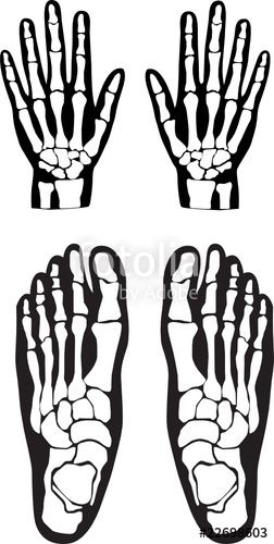 Clipart skeleton skeleton foot. Image result for svg