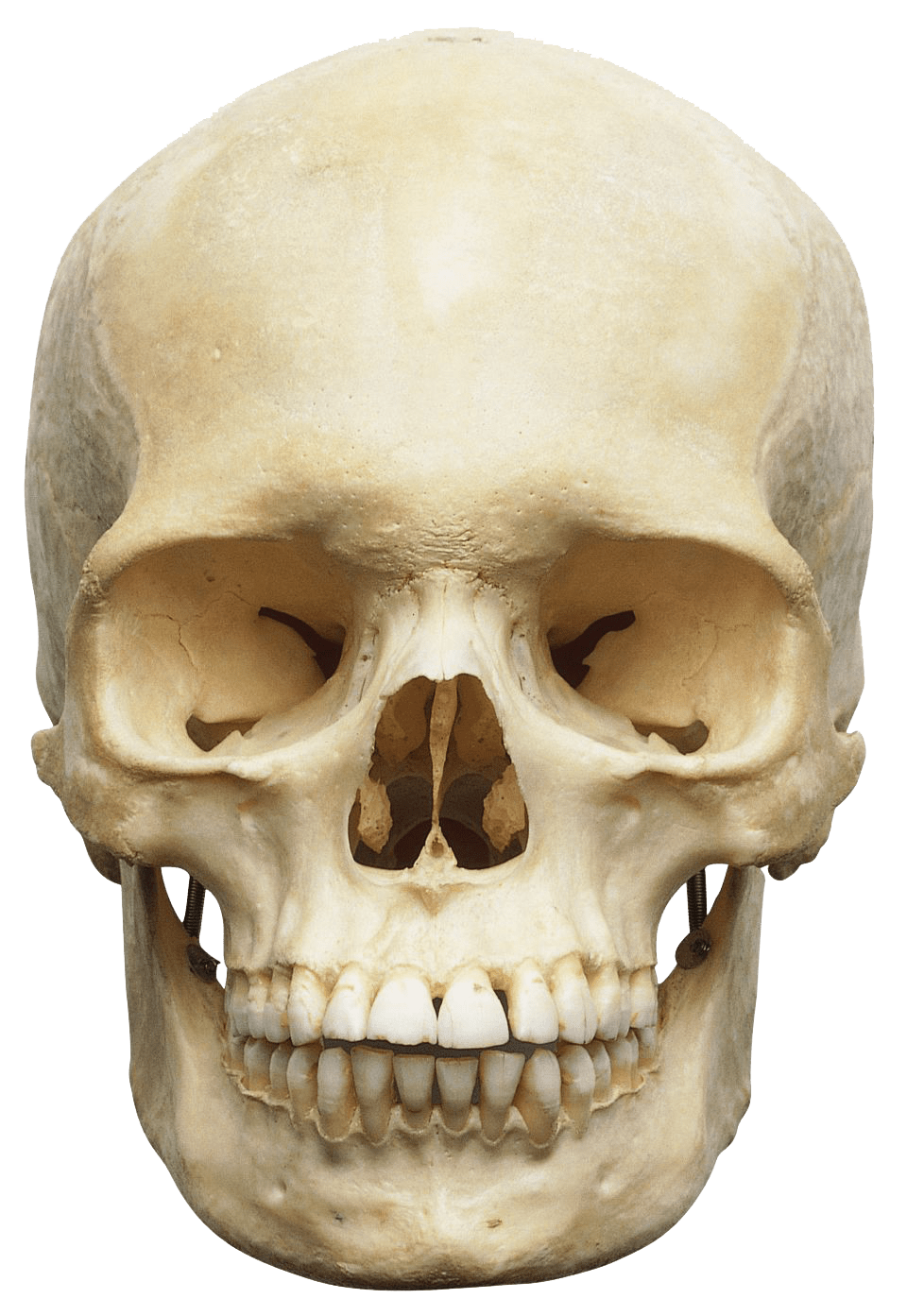 clipart skull human skull