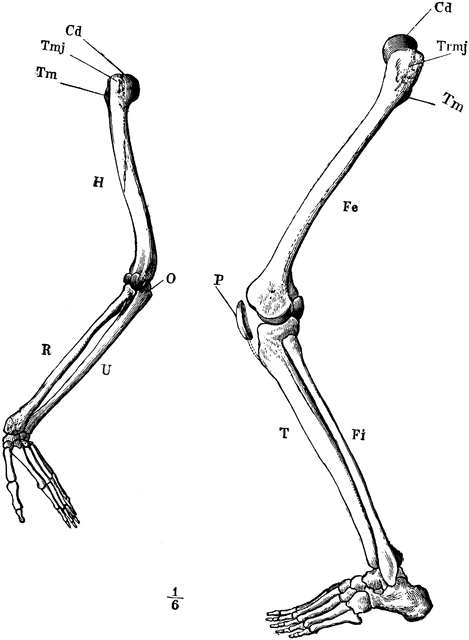 clipart skeleton skeleton leg
