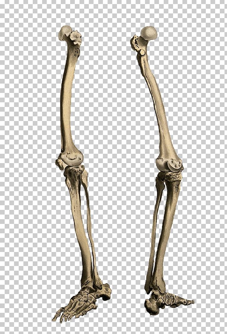 clipart skeleton skeleton leg