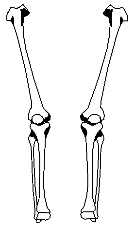 Free bones cliparts download. Skeleton clipart arm bone