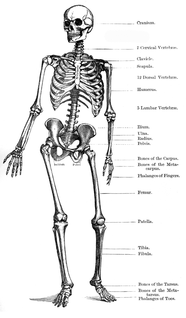 skeleton clipart anatomy physiology