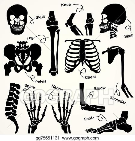 clipart skeleton skeleton neck