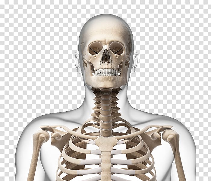 clipart skeleton skeleton neck