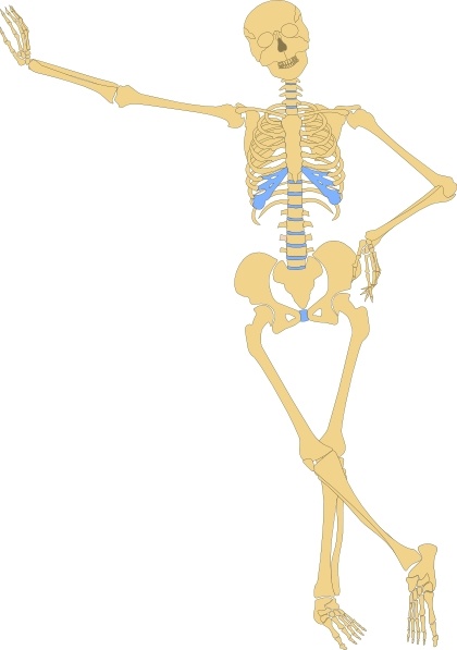 skeleton clipart skeleton outline