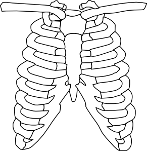 clipart skeleton skeleton rib